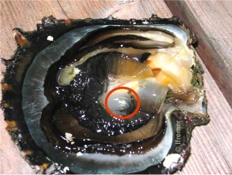 Photo d'une huître avec perle apparente dans la poche perlière.